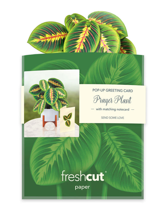 FreshCut Paper | Mini Prayer Plant