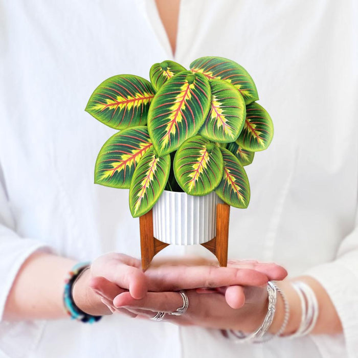 FreshCut Paper | Mini Prayer Plant