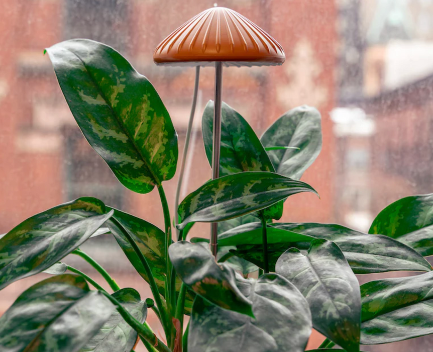 Mushroom Grow Light