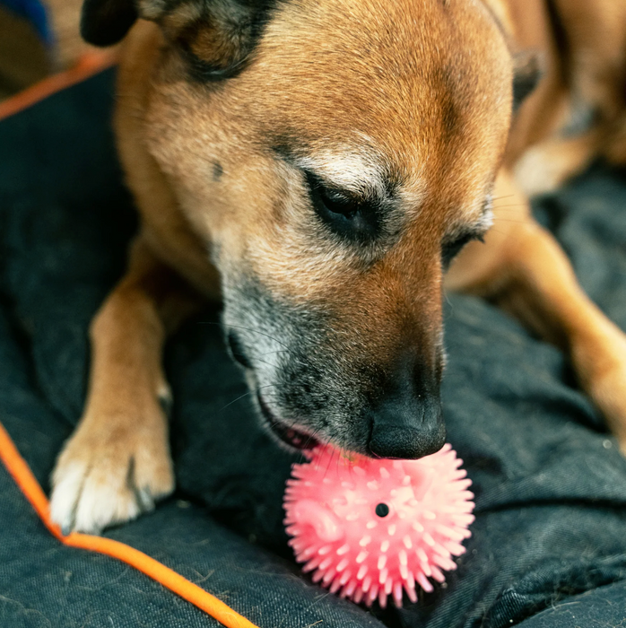 Piggy Dog Ball